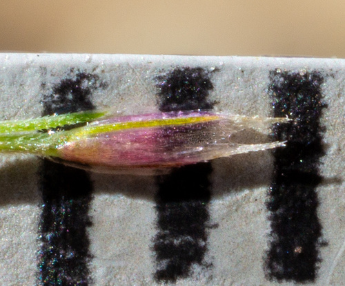 Image of Muhlenbergia pauciflora by (c) Matt Berger, some rights reserved (CC BY)