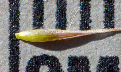 Image of Muhlenbergia pauciflora by (c) Matt Berger, some rights reserved (CC BY)
