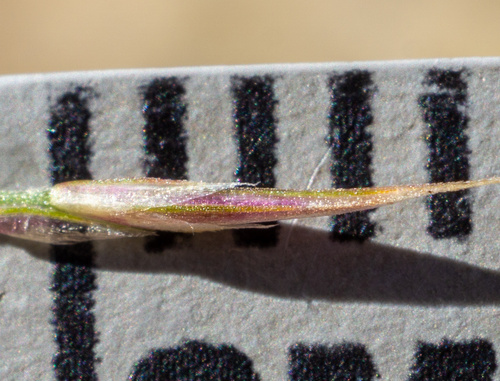 Image of Muhlenbergia pauciflora by (c) Matt Berger, some rights reserved (CC BY)