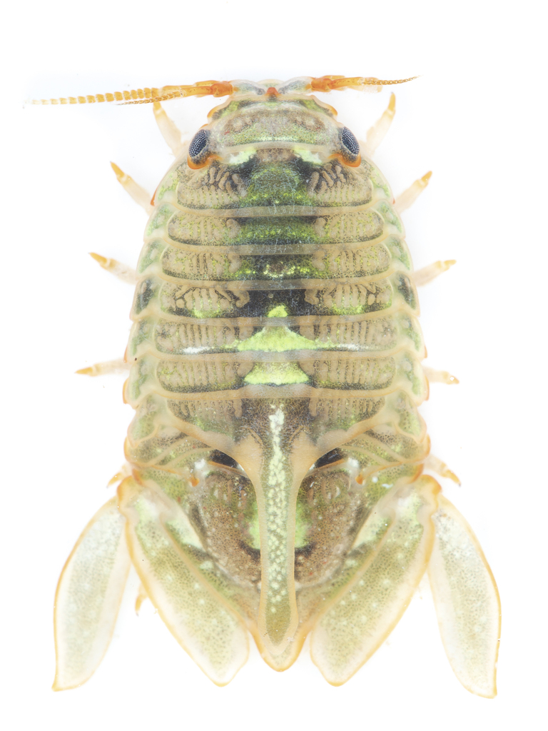 Isocladus inaccuratus