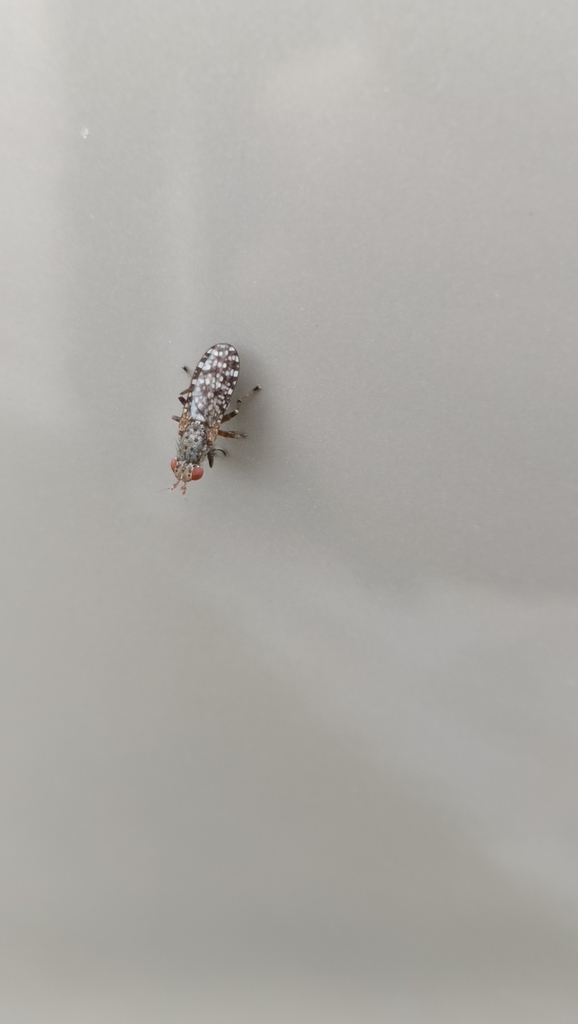 Dictya umbrarum
