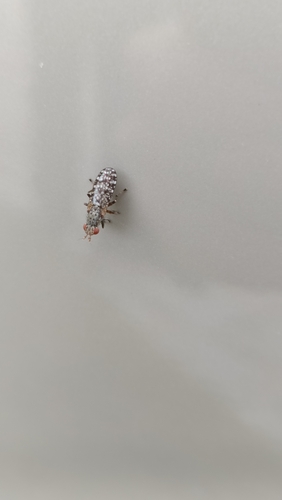 Dictya umbrarum