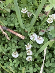 Trifolium monanthum