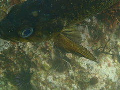 Sebastes atrovirens