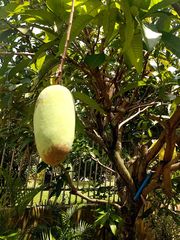 Mangifera indica