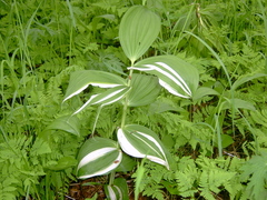 Veratrum oxysepalum