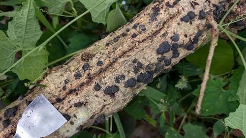 Annulohypoxylon truncatum