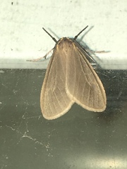 Pagara simplex