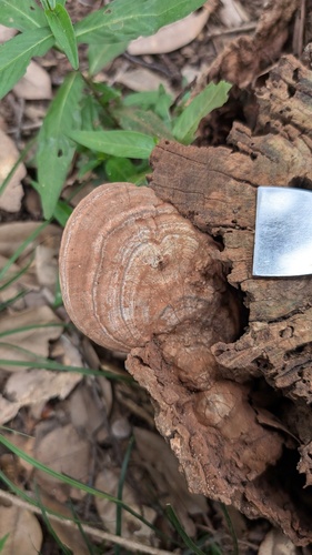 Ganoderma applanatum