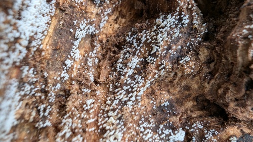 Henningsomyces candidus