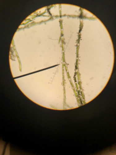 Cladophora columbiana