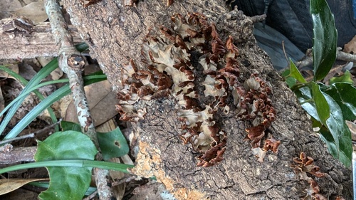 Xylobolus spectabilis