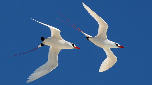Phaethon rubricauda observed 2008-02-18