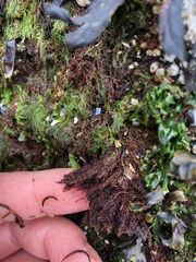 Vertebrata hendryi