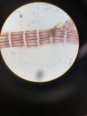 Vertebrata hendryi