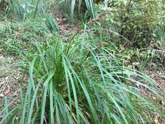 Carex forsteri