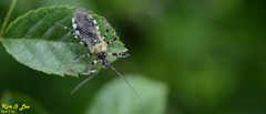 Sphedanolestes impressicollis