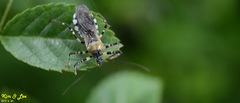 Sphedanolestes impressicollis