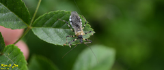 Sphedanolestes impressicollis