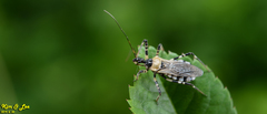 Sphedanolestes impressicollis