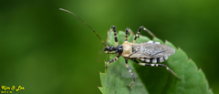 Sphedanolestes impressicollis
