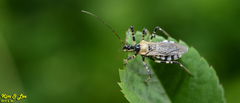 Sphedanolestes impressicollis