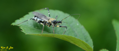 Sphedanolestes impressicollis