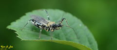 Sphedanolestes impressicollis