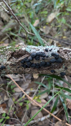 Annulohypoxylon truncatum