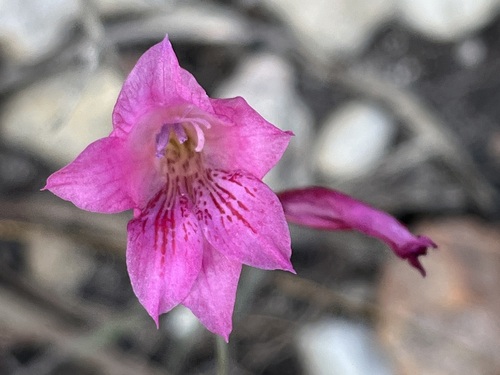 Image of Gladiolus hirsutus by (c) Charleen Brunke, some rights reserved (CC BY)