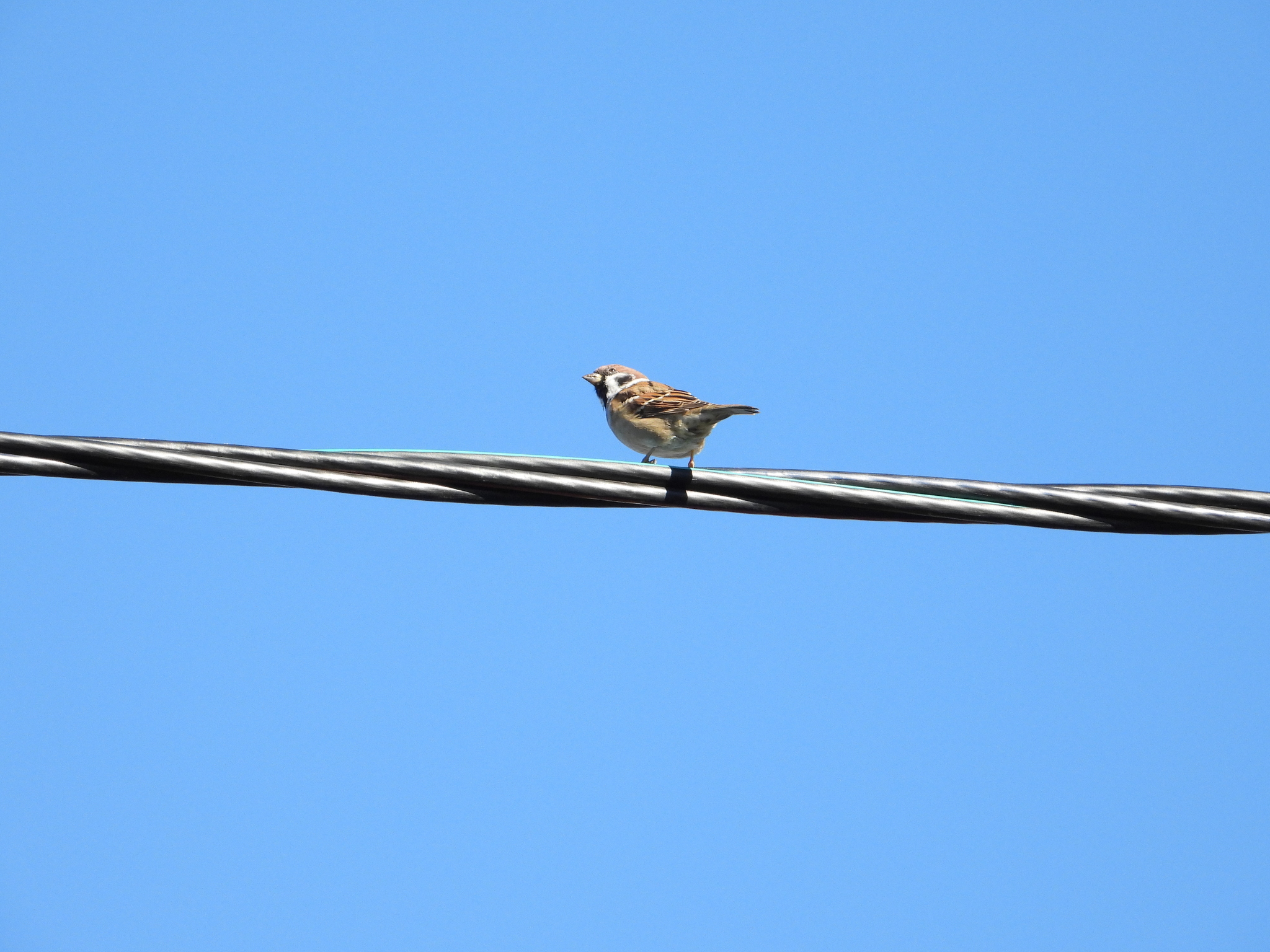 Passer montanus