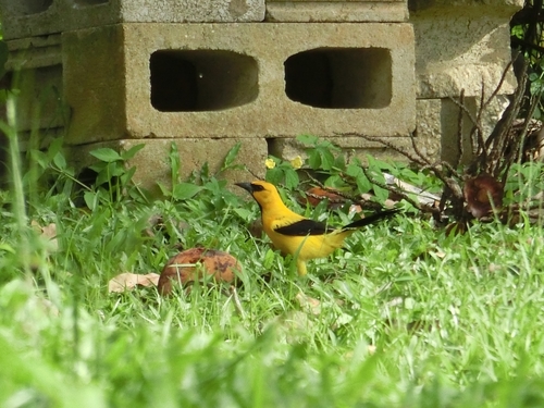 Icterus nigrogularis