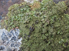 Austromelanelixia glabratuloides