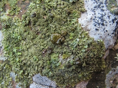 Austromelanelixia glabratuloides