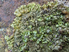 Austromelanelixia glabratuloides