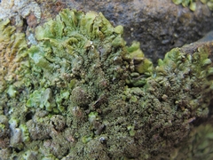 Austromelanelixia glabratuloides