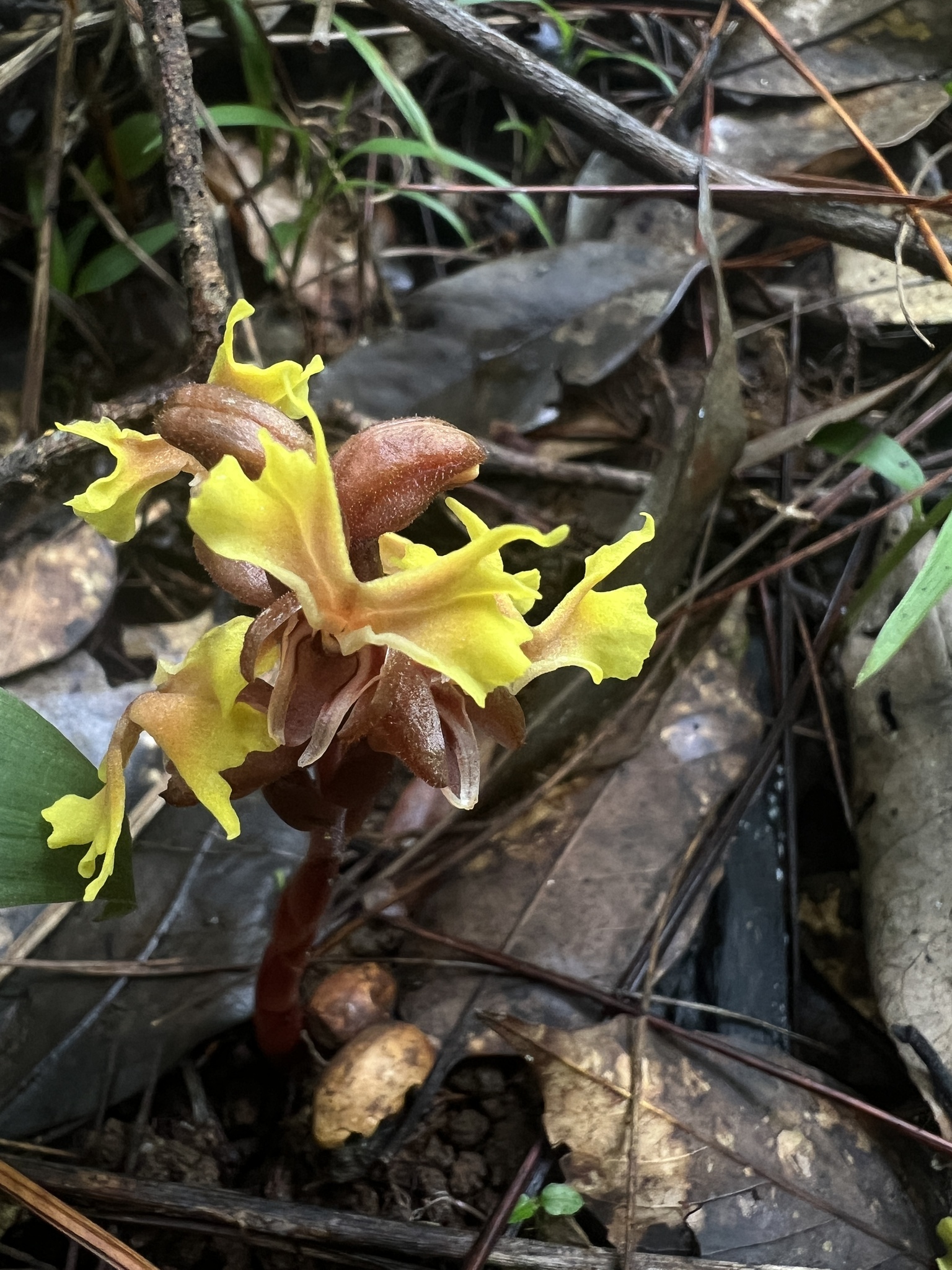 Odontochilus poilanei (Odontochilus poilanei)
