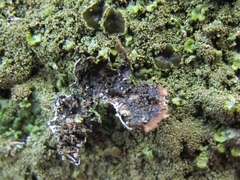 Austromelanelixia glabratuloides