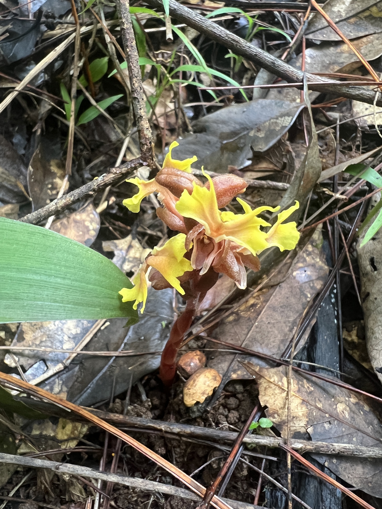 Odontochilus poilanei — ảnh 2
