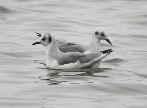 Gaviota de Bonaparte (Chroicocephalus philadelphia)