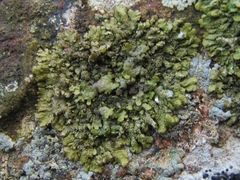 Austromelanelixia glabratuloides