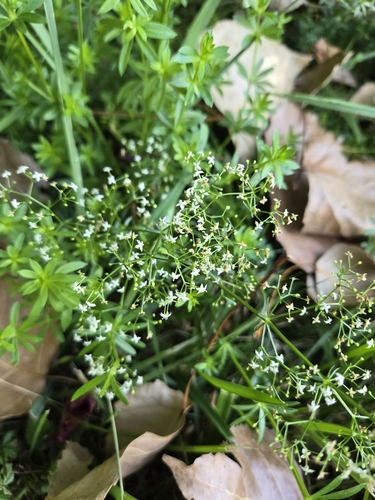 Paprastasis lipikas nuotrauka