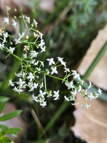 Paprastasis lipikas nuotrauka