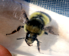 Bombus flavifrons
