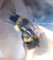 Bombus flavifrons
