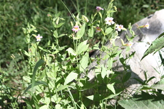 Erythranthe erubescens