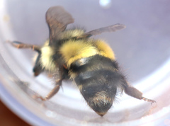 Bombus flavifrons