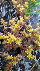 Sedum annuum