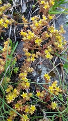 Sedum annuum