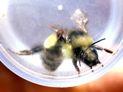 Bombus flavifrons